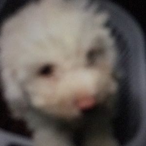 Meet your Posher, Luly